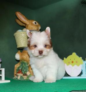  Female White and Chocolate Parti Yorkie with Blue Eyes 