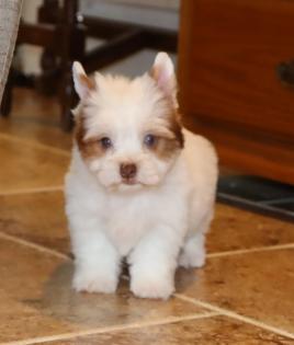  Female White and Chocolate Parti Yorkie with Blue Eyes 