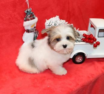 Male Blueberry Merle Yorkie Puppy 