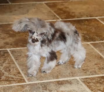 Chocolate Merle Poodle Female Chocolate Merle Poodle