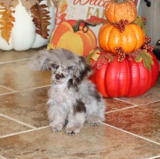 Chocolate Merle Poodle Female Chocolate Merle Poodle