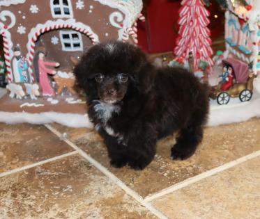 Female Chocolate and White T-Cup Poodle. 