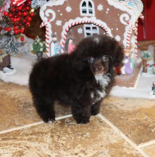 Female Chocolate and White T-Cup Poodle. 