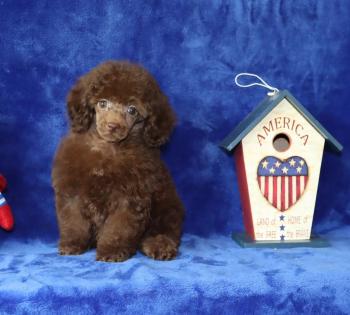 Female Chocolate Tiny Toy Poodle. 