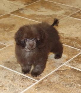 Female Chocolate Tiny Toy Poodle. 