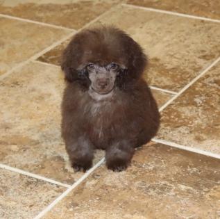 Female Chocolate Tiny Toy Poodle. 