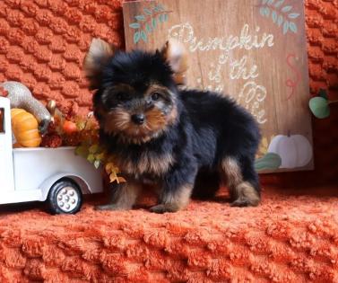 Female Black and Gold Yorkie 