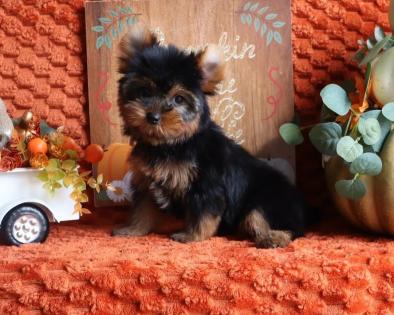 Female Black and Gold Yorkie 