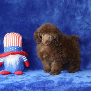 Female Chocolate Tiny Toy Poodle. 