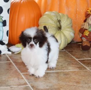 Female Chocolate and White Parti Tiny Toy Poodle 