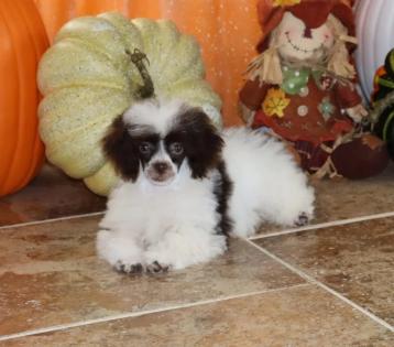 Female Chocolate and White Parti Tiny Toy Poodle 