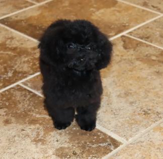 Male Black Teacup Poodle Puppy 