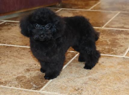 Male Black Teacup Poodle Puppy 