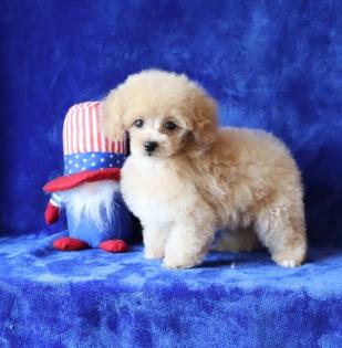 Female Apricot Teacup Poodle. 