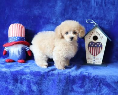 Female Apricot Teacup Poodle. 
