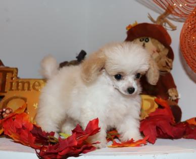 Female Tiny Teacup White with Apricot Markings Poodle Puppy 