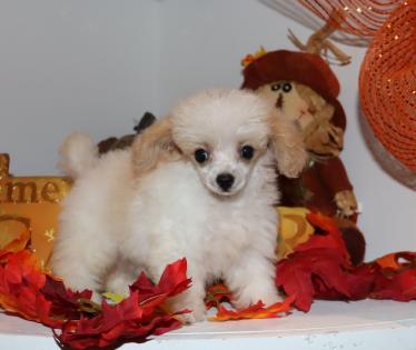 Female Tiny Teacup White with Apricot Markings Poodle Puppy 