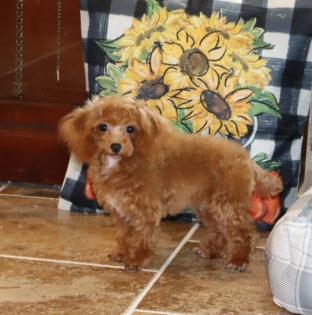 Male Red Teacup Poodle 