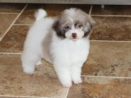 Male Chocoberry Merle Poodle Puppy 