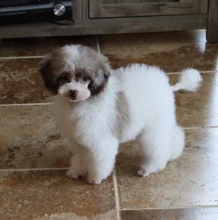 Male Chocoberry Merle Poodle Puppy 