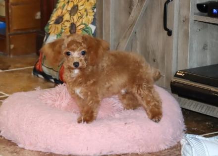 Male Red Teacup Poodle 
