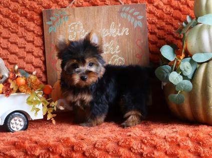 Female Black and Gold Yorkie 