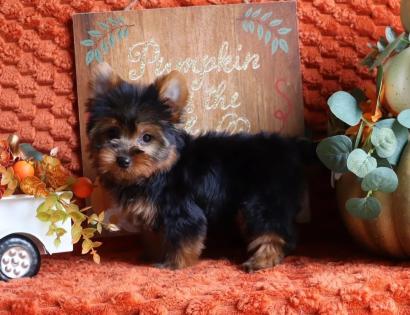 Female Black and Gold Yorkie 