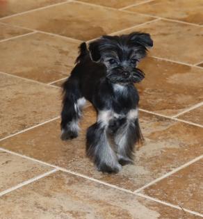Male Black and Silver Teacup Yorkipoo 