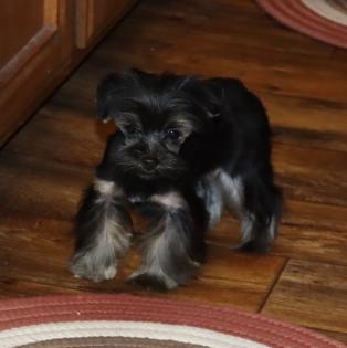 Male Black and Silver Teacup Yorkipoo 