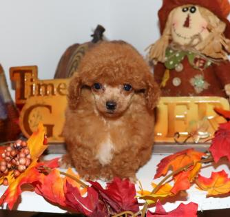 Male Teacup Red Poodle Puppy 