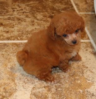 Teacup Red Poodle Puppy 