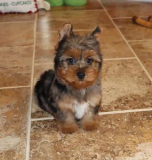Tradional Yorkies Merle Yorkie puppies for sale