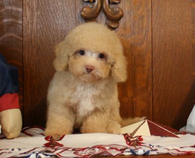 maltipoo apricot puppies