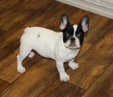 French Bulldog puppies, Merle French Bulldogs for sale