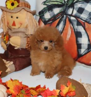 Female Red Teacup Poodle Puppy 