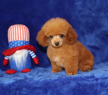 Female Red Tea Cup Poodle 