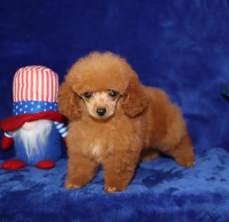 Female Red Tea Cup Poodle 