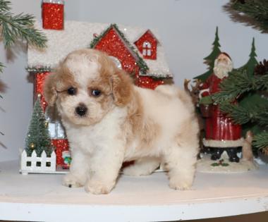 Male Red and White Parti Maltipoo Puppy 