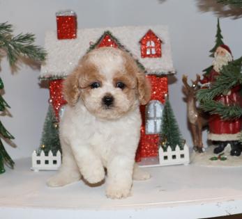 Male Red and White Parti Maltipoo Puppy 