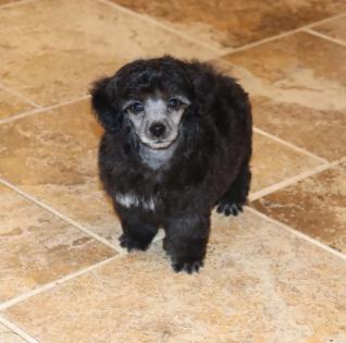  Male Silver Poodle  