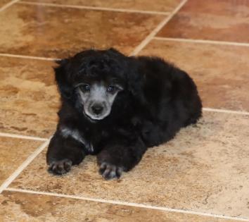  Male Silver Poodle  