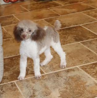 Chocolate and White Parti Tiny Toy Poodle Male Chocolate and White Parti Tiny Toy Poodle