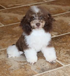 Male Chocolate and White Parti Tiny Toy Poodle 