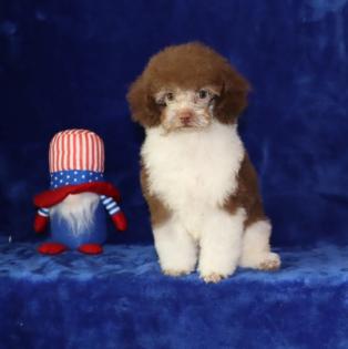 Male Chocolate and White Parti Tiny Toy Poodle 