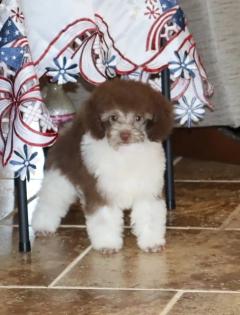Male Chocolate and White Parti Tiny Toy Poodle 
