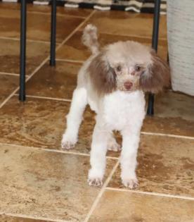Chocolate and White Parti Tiny Toy Poodle Male Chocolate and White Parti Tiny Toy Poodle