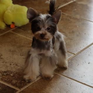 Male Chocolate and White Parti Yorkie Puppy 