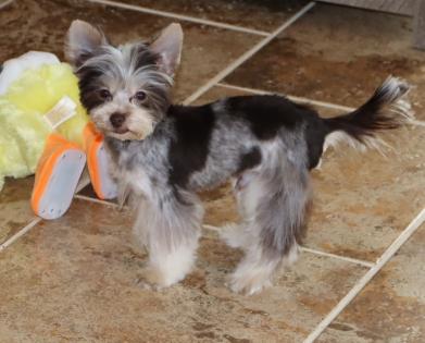 Male Chocolate and White Parti Yorkie Puppy 