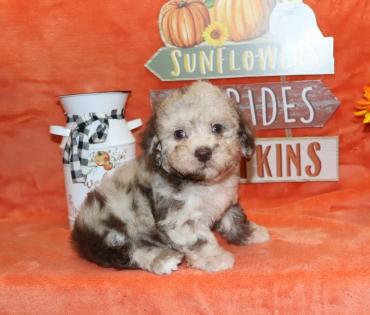 Male Chocolate Merle Tiny Toy Poodle 