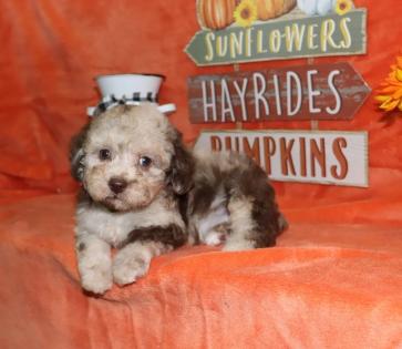 Male Chocolate Merle Tiny Toy Poodle 